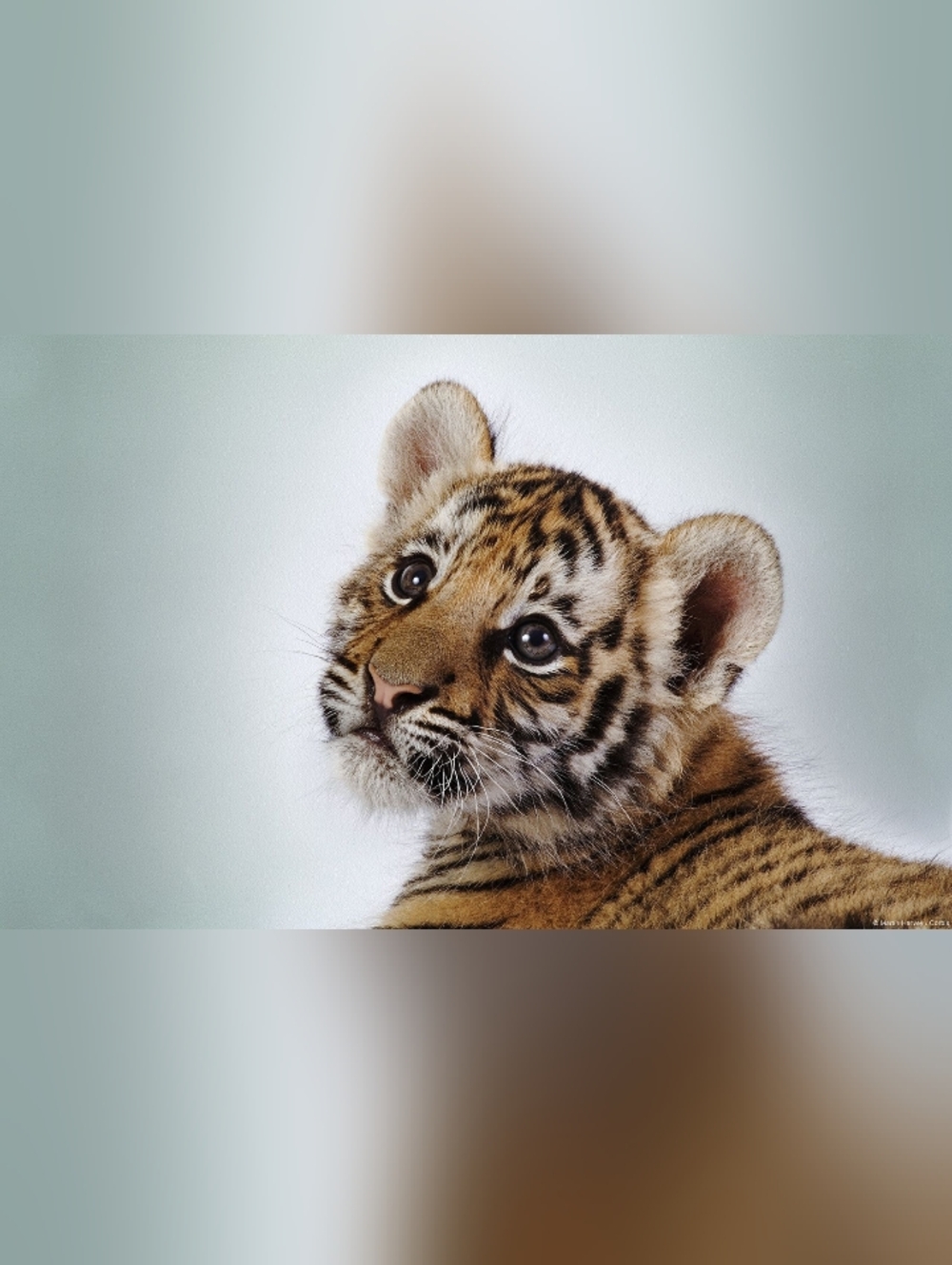 Custom Fridge Magnet Tiger Cub